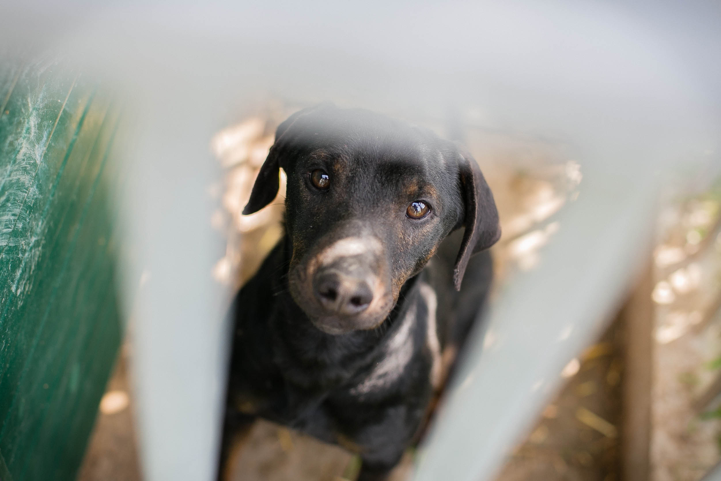 Sitemapcdatahttpw1bemixel Thicoipeinfofaszinierend Hund Kaufen Nrw Bildnull