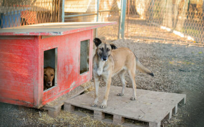 Unser Partnertierheim in Čakovec